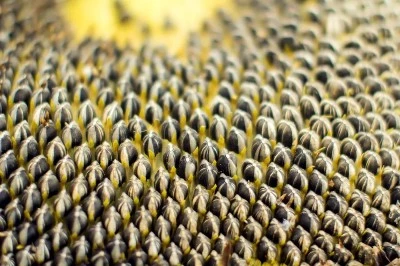 sunflower seeds sunflower seeds