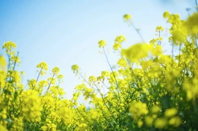 rapeseed rapeseed